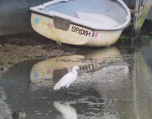 Splosh source image - egret