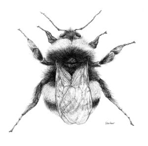 Anna Ventura: Bumblebee